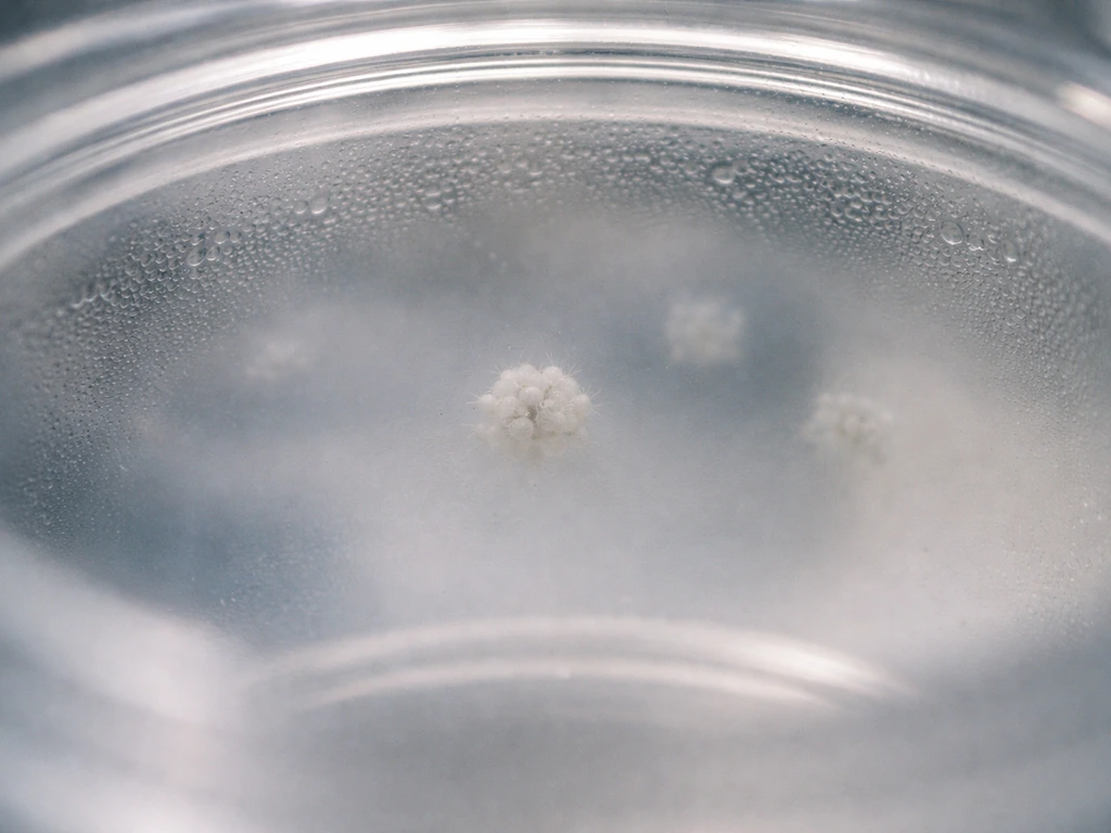 Macro view of sealed anaerobic setup with faint spore-like shapes, suggesting dormant bacterial spores and low-oxygen co